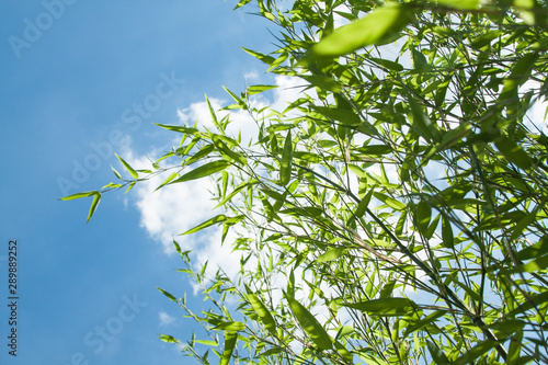 bamboo Phyllostachys bissetii, in Japanese garden with pond and blue sky photo