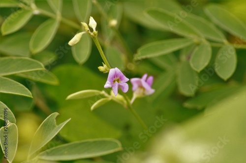 flower in garden