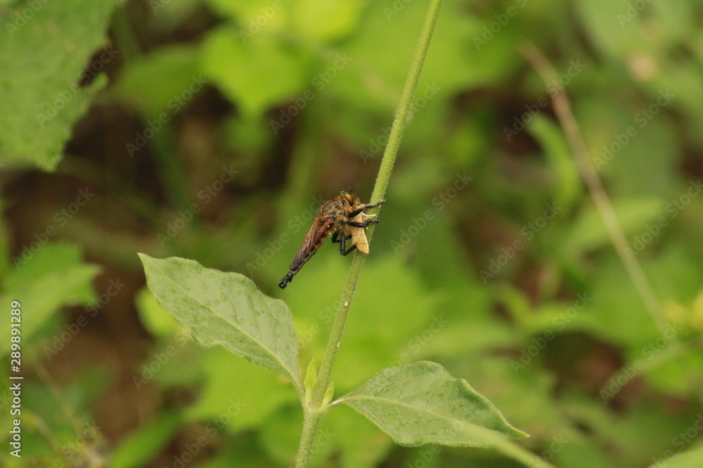 dragonfly feasting dragonfly feasting
