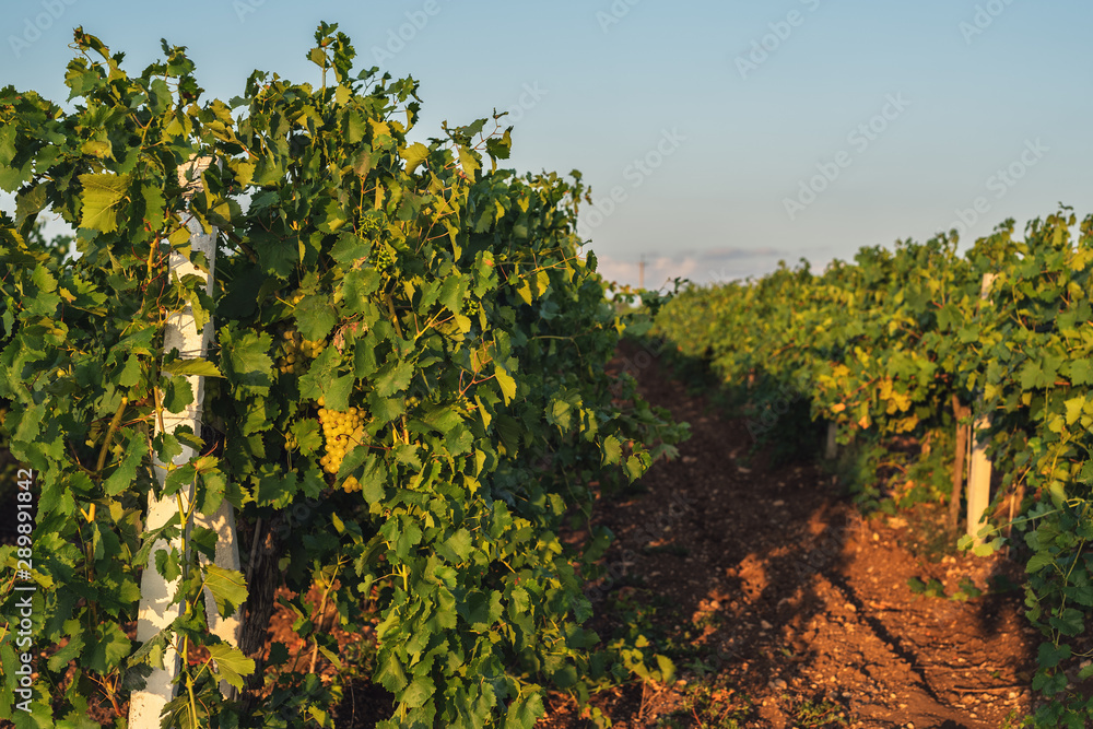Young grape bushes in the vineyard in the rays of the setting sun in spring