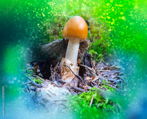 Edible mushroom caesar. Color Correction. Bokeh