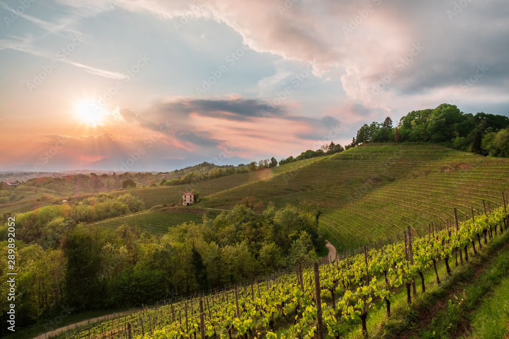 Naklejka premium Evening storm in the vineyards