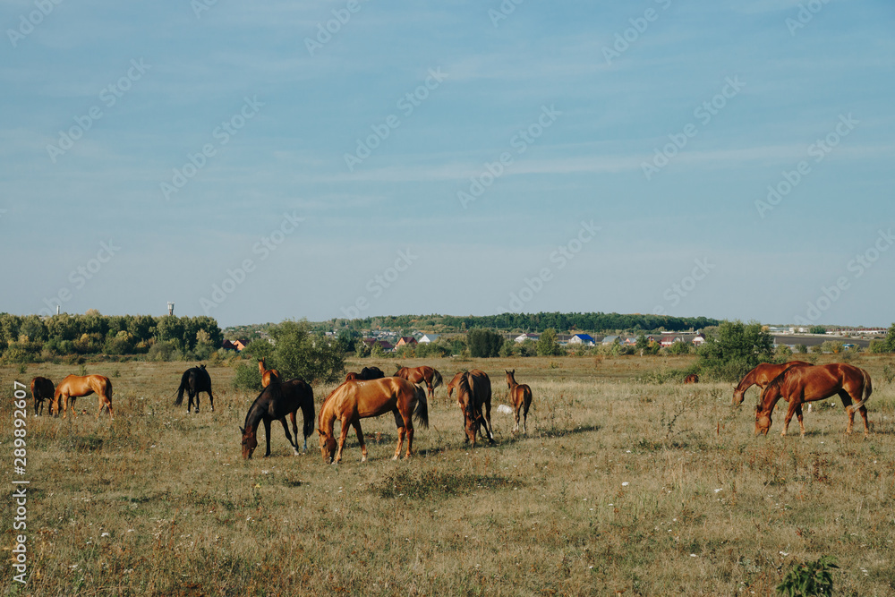 horses graze outdoors in the autumn field horses graze outdoors in the autumn field