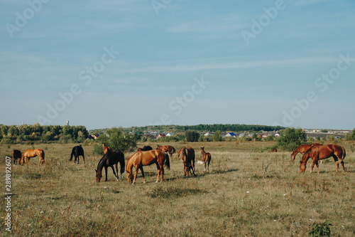 horses graze outdoors in the autumn field 