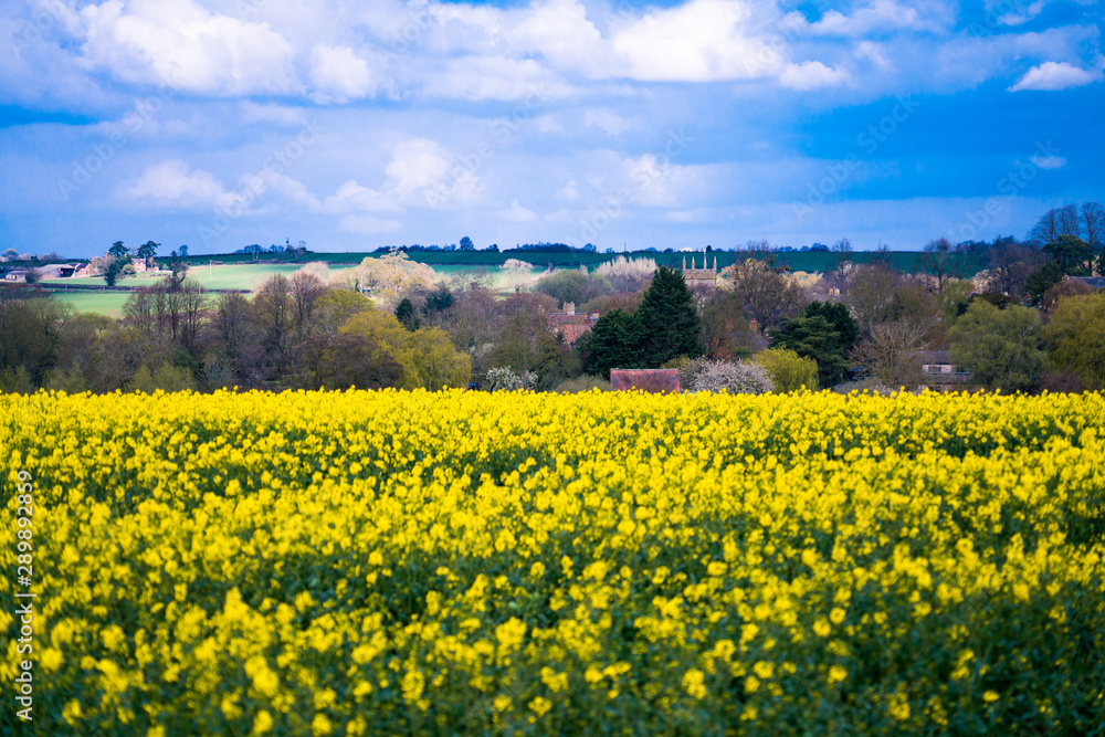 Yellow rape seed field with blue sky