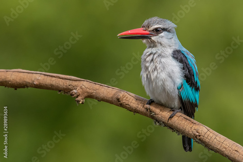 Woodlands Kingfisher Portrait