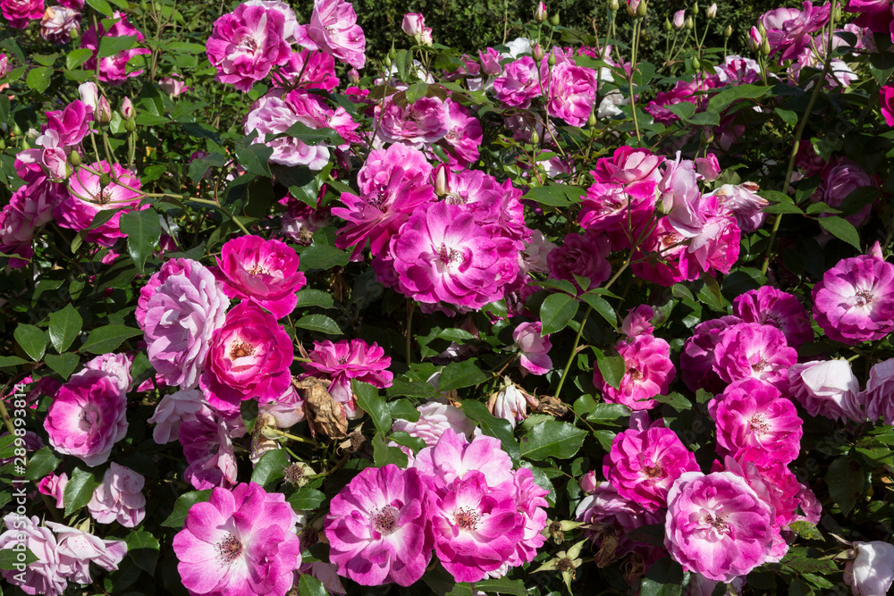 Bushes of pink roses in the garden