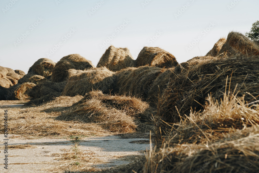 a lot of haystacks, preparing animal feed for the winter a lot of haystacks, preparing animal feed for the winter