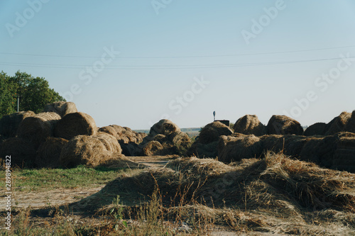 a lot of haystacks, preparing animal feed for the winter