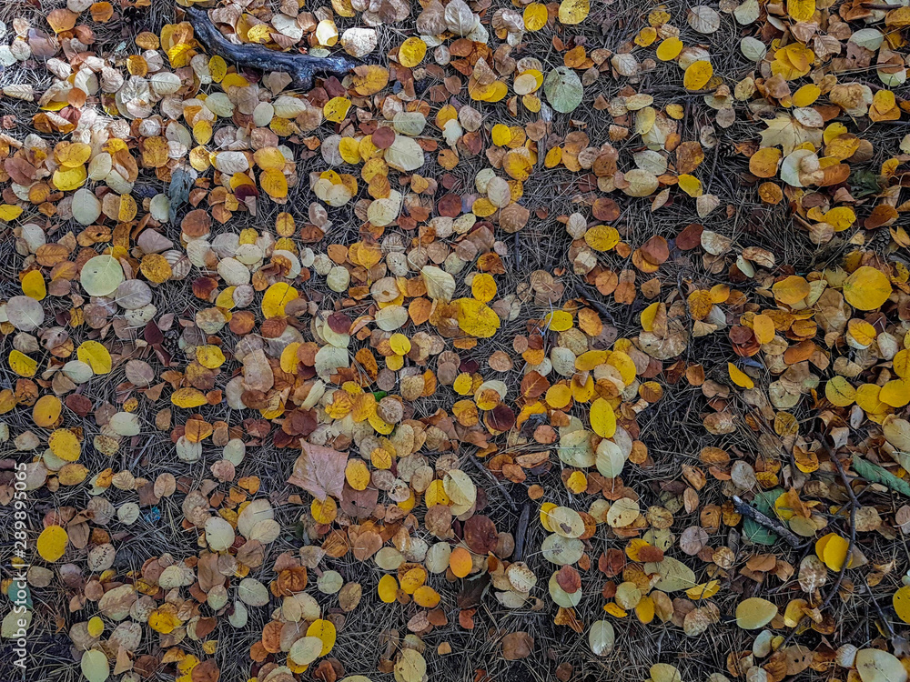 Multicolored leaves lie on the grass. Autumn background Multicolored leaves lie on the grass. Autumn background