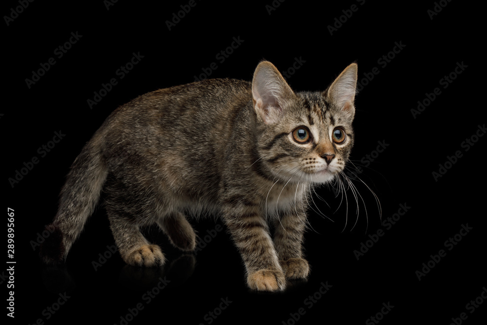 Brown Kitten with tortoise fur Crouching on isolated background, side view Brown Kitten with tortoise fur Crouching on isolated background, side view