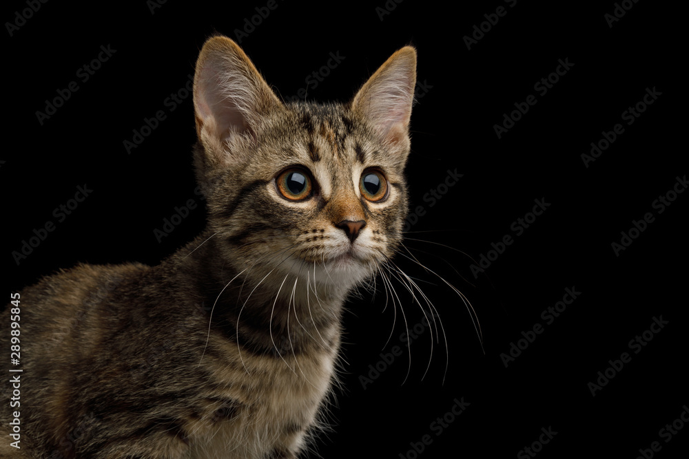 Portrait of brown Kitten with tortoise fur on isolated background, profile view