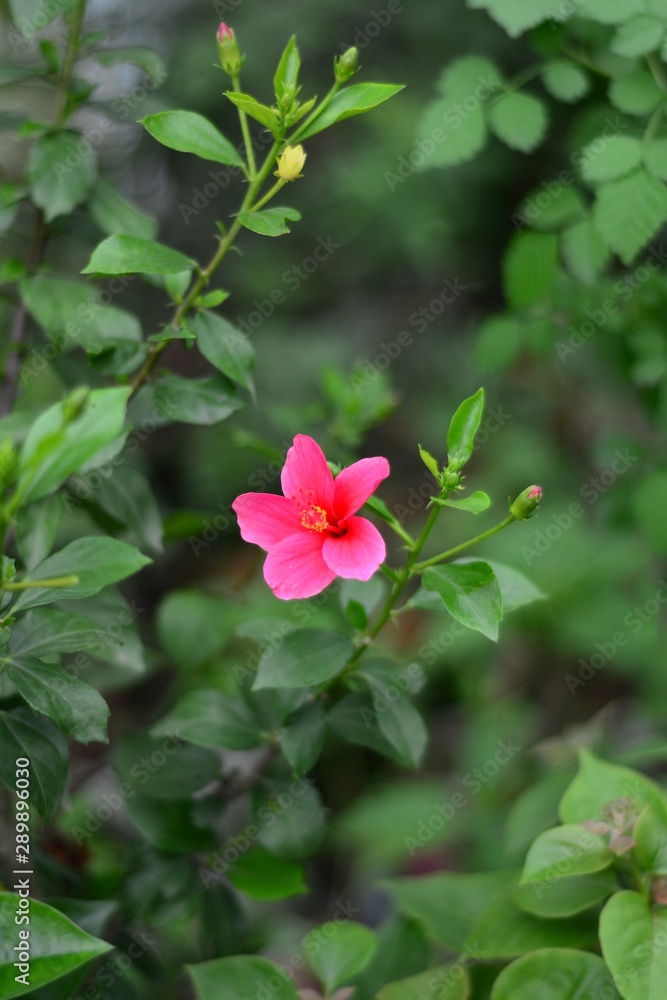 pink flower in the garden spring