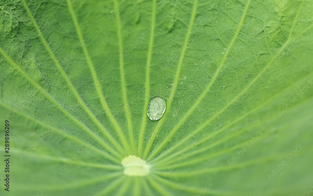 close-up of green lotus leaf with water drop close-up of green lotus leaf with water drop