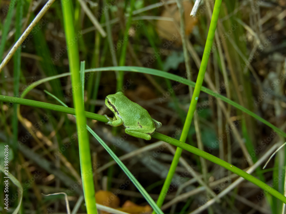 Treefrog Treefrog