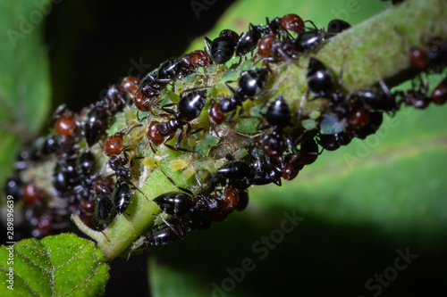 Crematogaster scutellaris eats honeydew photo