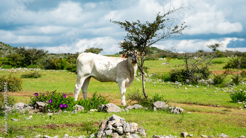 Buye tomando la sombra bajo árbol photo