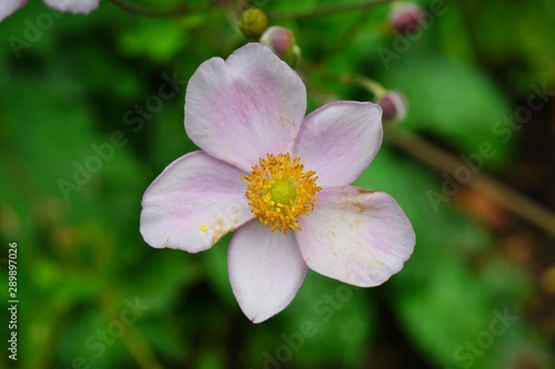 Pale pink Japanese anemone flower in bloom (Anemone hupehensis)