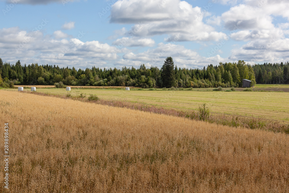 Rural landscape with hay bales packed in white plastic on the field with mown grass surrounded with the dense forest, North Karelia in Finland.