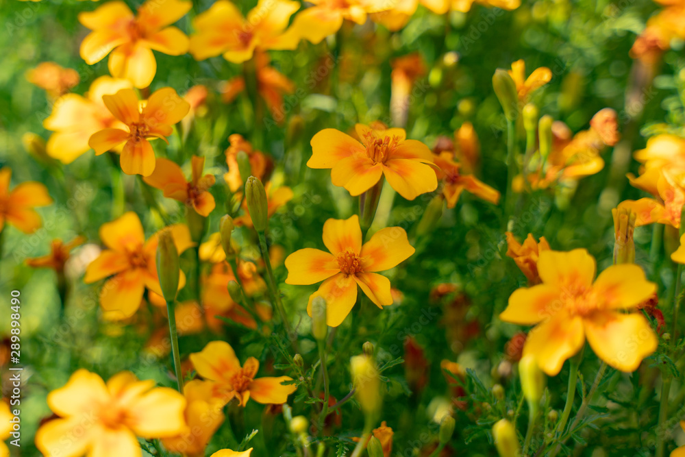 small orange mexican marigolds flowers on a green background small orange mexican marigolds flowers on a green background