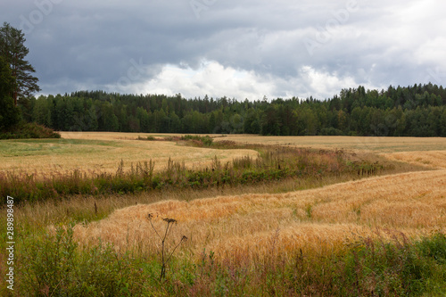 The yellow fields of ripe wheat surrounded with the forest create pastoral countryside landscape in North Karelia in Finland.