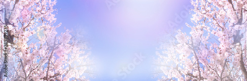 Beautiful booming almond trees banner. Spring or summer background. Copy space. © Olga