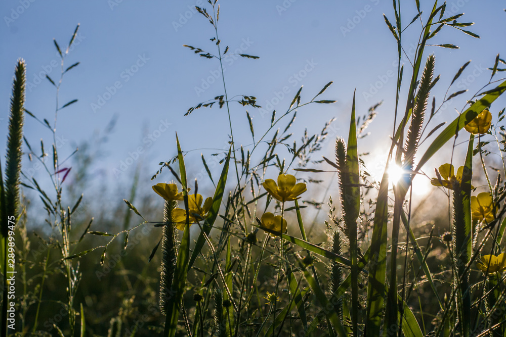 Obraz premium Summer sunset and flowers and grass. backgroud. Wallpaper