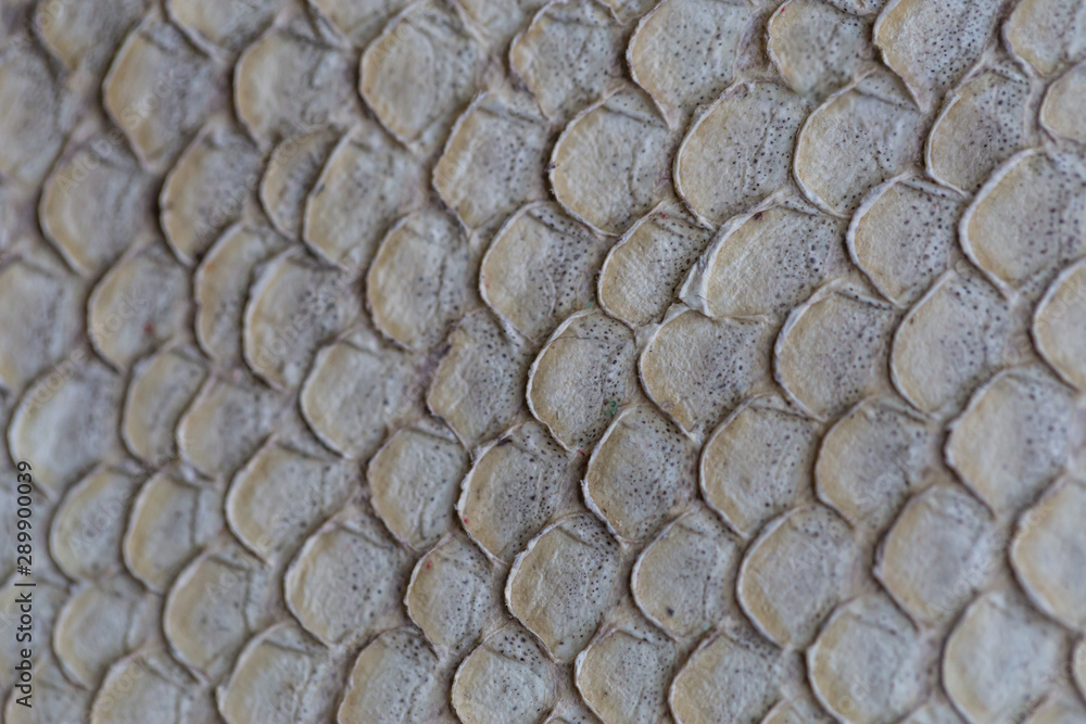 Fish skin surface. Backgrounds from genuine leather. 