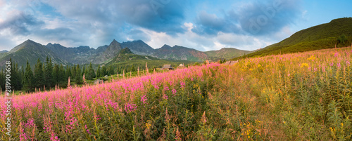 Mountain landscape, Tatra mountains panorama, Poland colorful flowers and peaks in Gasienicowa valley (Hala Gasienicowa), summer