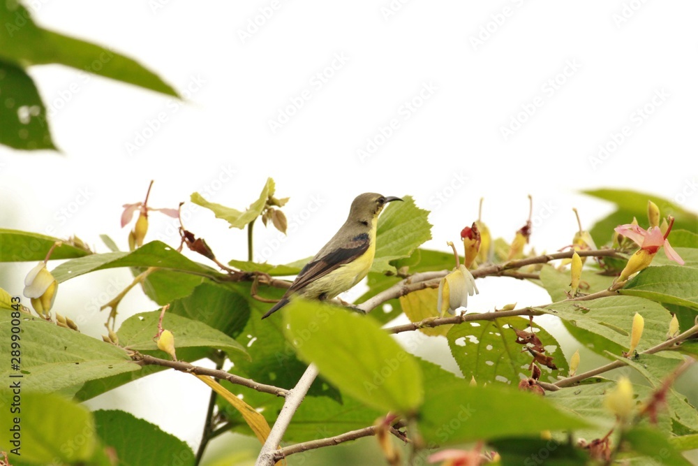Sun bird Sun bird