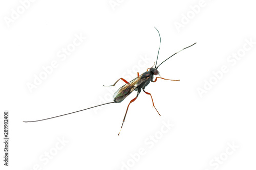 Ichneumonidae Parasitoid Wasp Insect Isolated on White Background