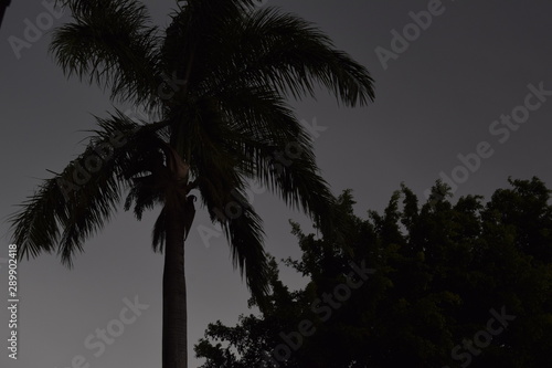 Silhueta de palmeira em c  u cinza 