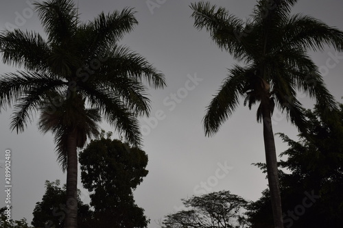 Silhueta de duas palmeira em céu cinza © Luis Soquetti