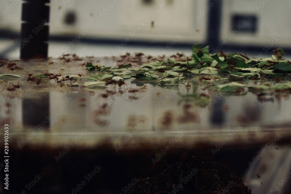 Insekten Insekten