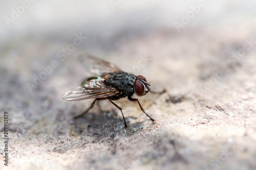 Diptera Meat Fly Insect On Stone Wall