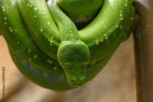 nice emerald tropic dangerous snake