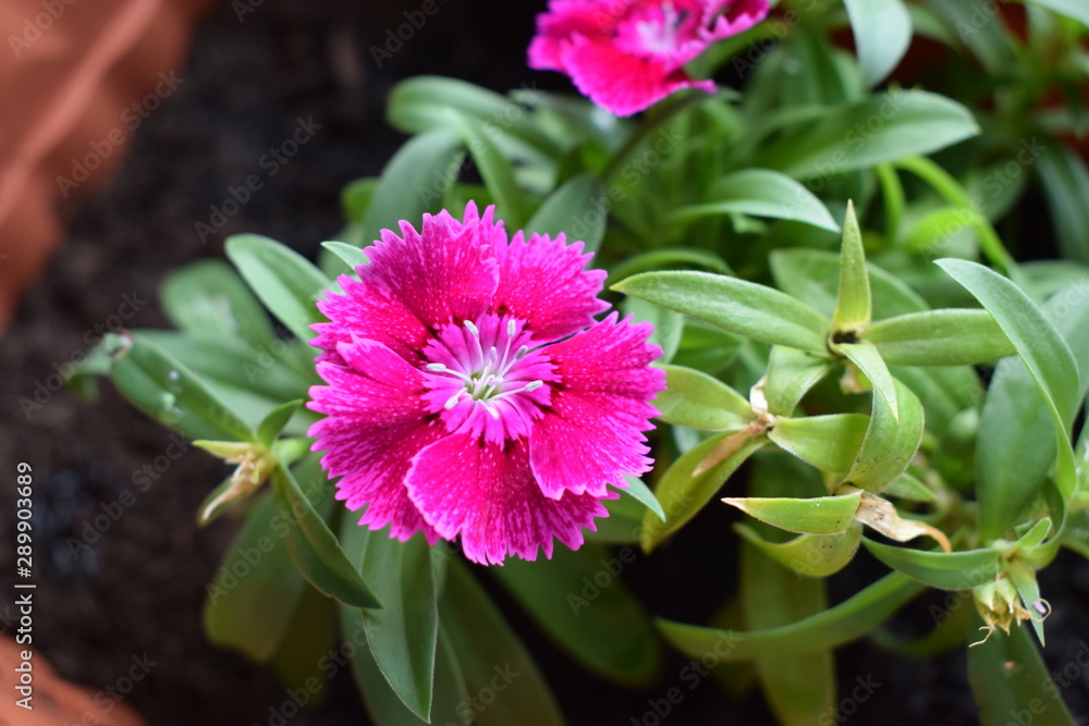 Flower Flower