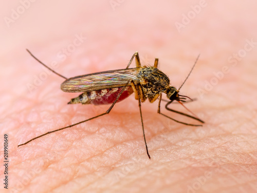 Dangerous Zika Infected Mosquito Skin Bite. Leishmaniasis, Encephalitis, Yellow Fever, Dengue, Malaria Disease, Mayaro or Zika Virus Infectious Culex Mosquito Parasite Insect Macro. © nechaevkon