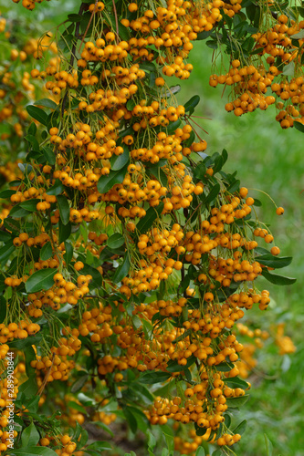 yellow and orange berries on shrub