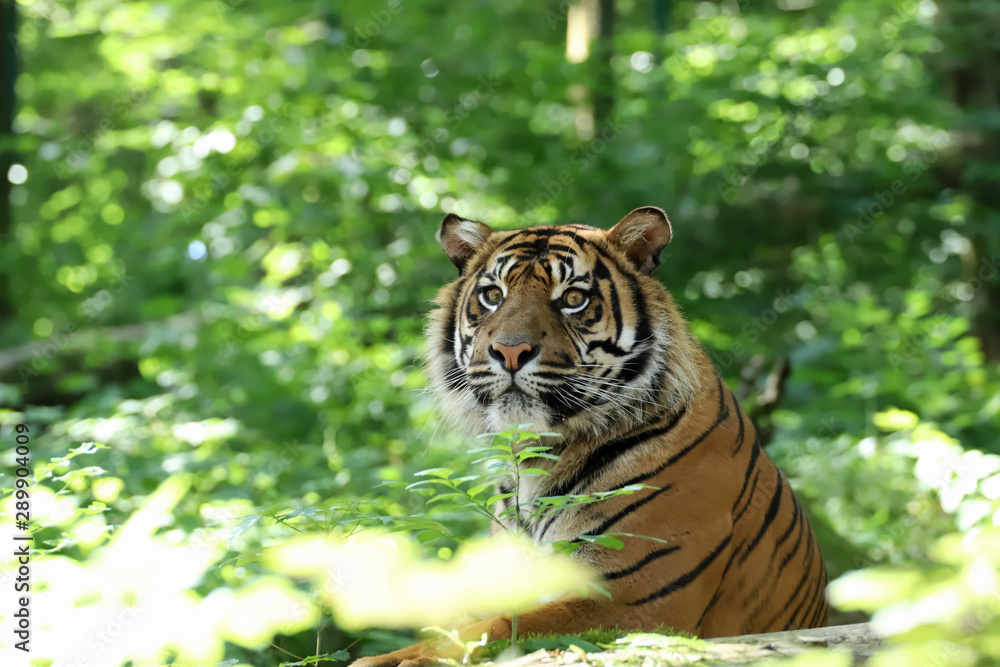 Regard de titre de Sumatra