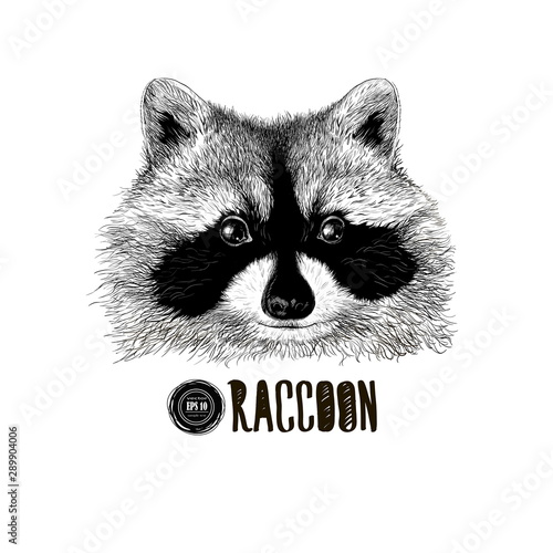 raccoon head black and white