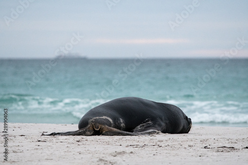 bull sea lion slumped on the beach next to the sea