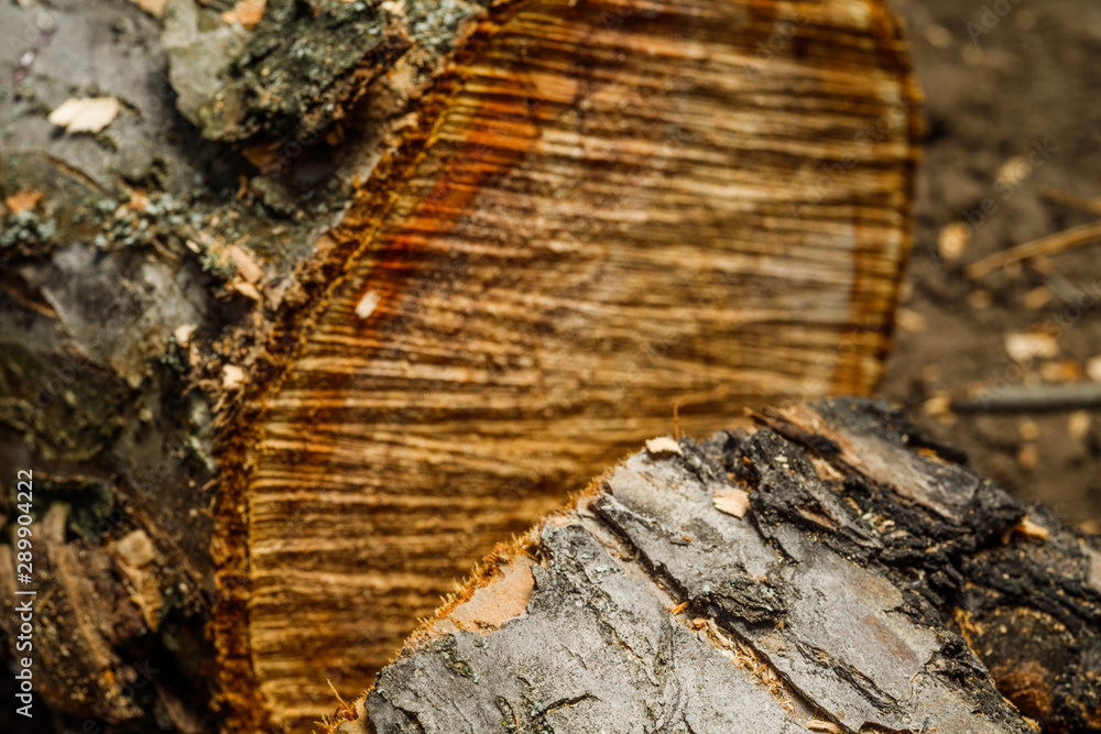 Fototapeta premium Drank an old tree. An Apple. Wood processing. Texture.