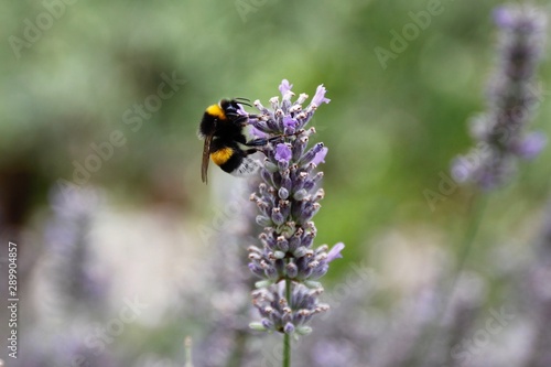 bee on a flower © Наталья Званцева