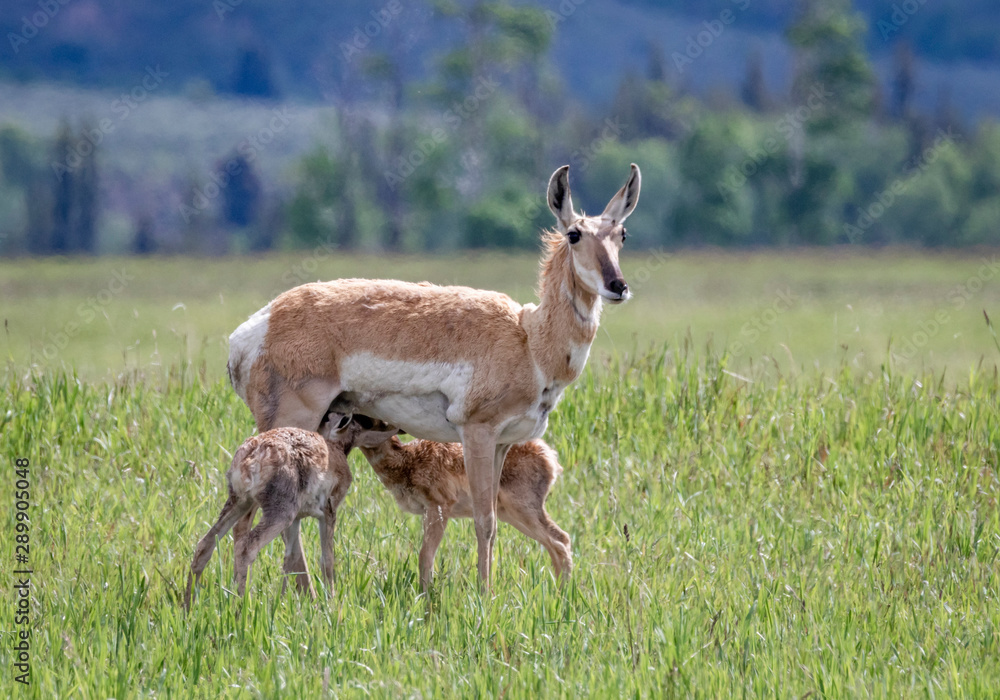 Pronghorn Antelope Doe and Fawns Pronghorn Antelope Doe and Fawns