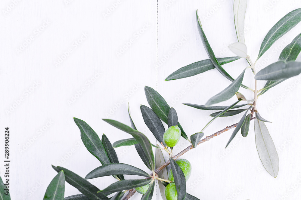 Fresh olive branch with berries on a white wooden background. Traditional plant of Italy. Free space for text. Flat lay.