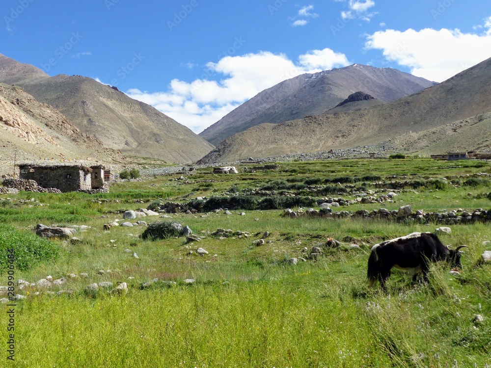 Paesaggio bucolico nelle montagne del Ladakh in India.