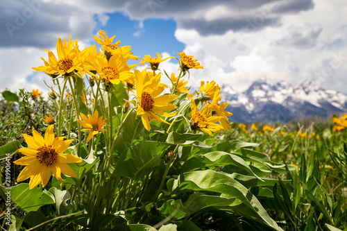 Flowers Blooming in the Tetons photo