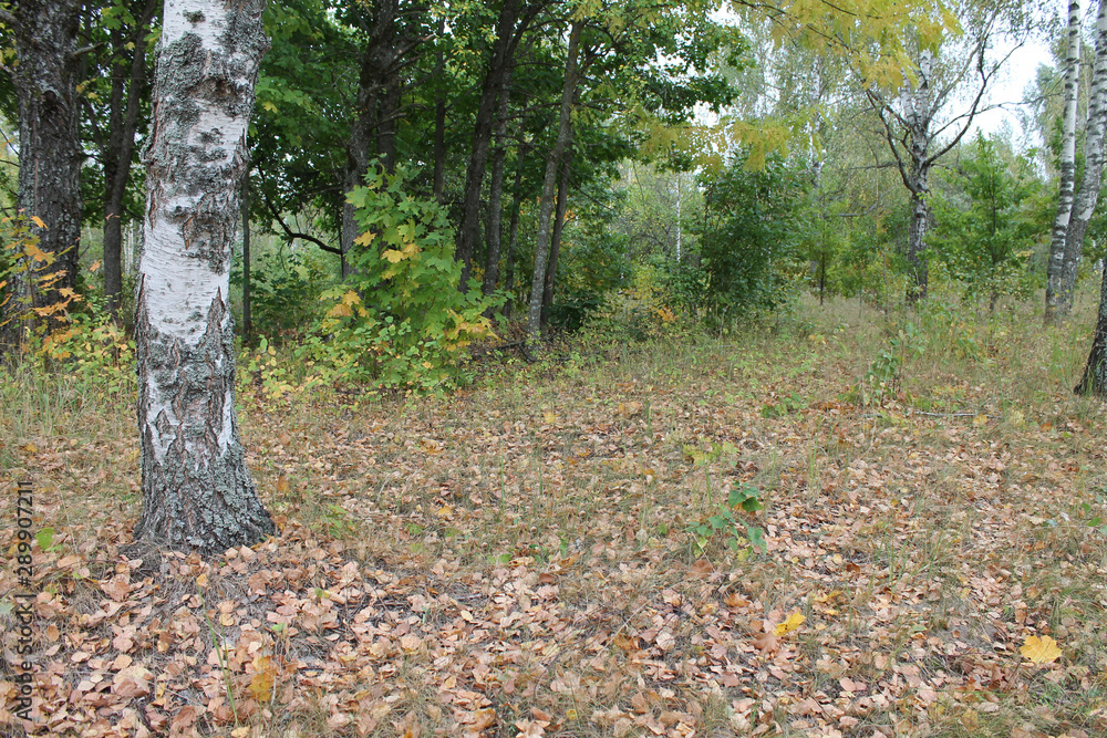 Russian nature (beginning of autumn) Russian nature (beginning of autumn)