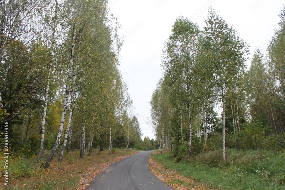 Fototapeta premium Russian nature (beginning of autumn)